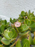 Soft Rose Quartz Cabochon Ring — Gold‑Plated Sterling Silver