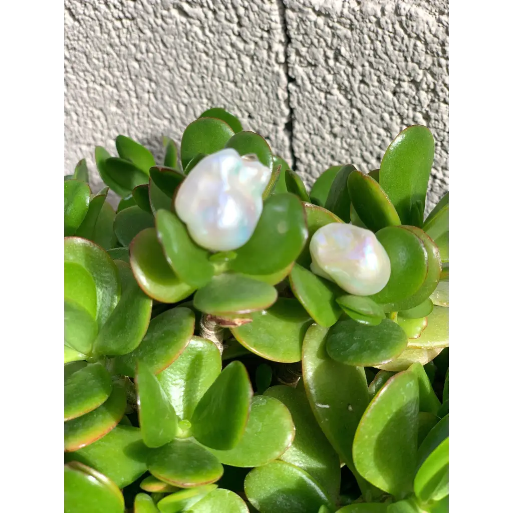 Baroque pearl stud earrings gold filled 925 silver